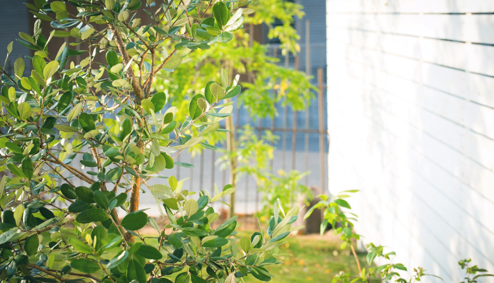 庭・植物の管理